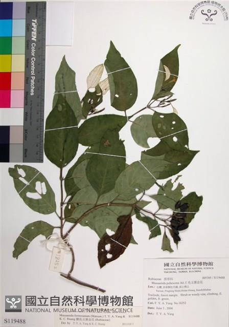 寶島玉葉金花藏品圖，第1張