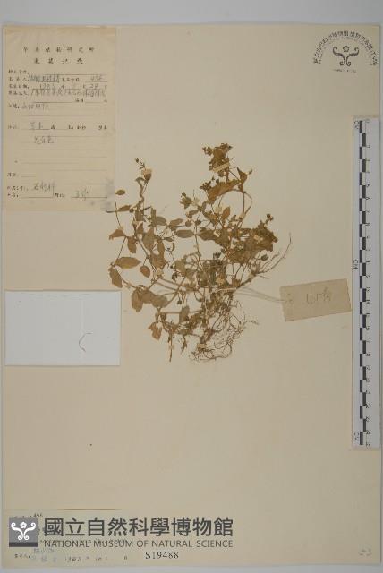 牛繁縷藏品圖，第1張