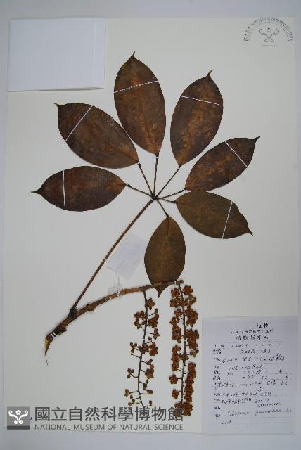 球序鵝掌柴藏品圖，第1張