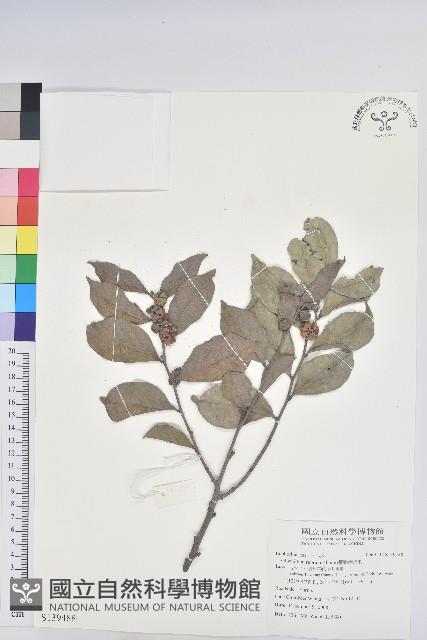 細葉饅頭果藏品圖，第1張