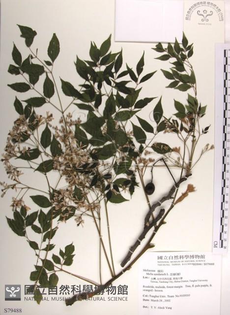 楝、苦楝藏品圖，第1張