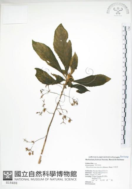 同蕊草、異色線柱苣苔藏品圖，第1張