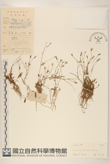 細葉苦實藏品圖，第1張