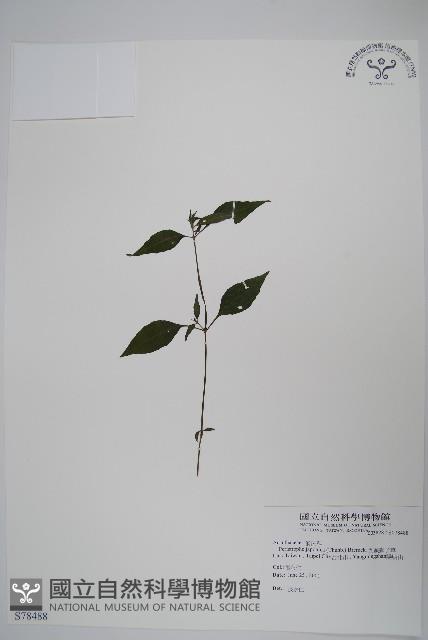 九頭獅子草藏品圖，第1張