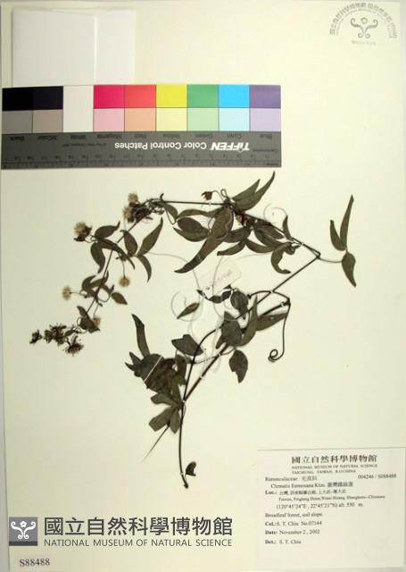 臺灣鐵線蓮藏品圖，第1張