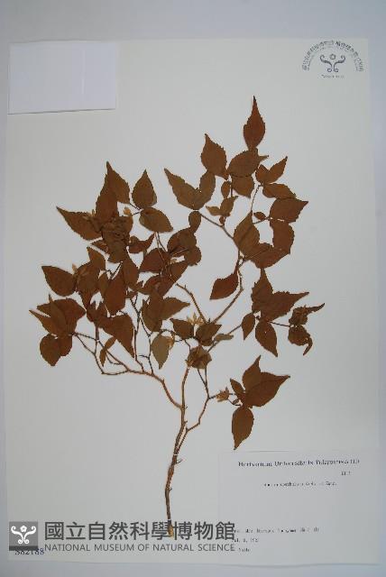 登錄號:S082188藏品圖，第1張