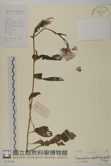 昭和草藏品圖，第1張