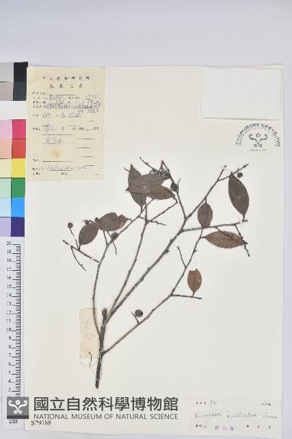 米飯花藏品圖，第1張