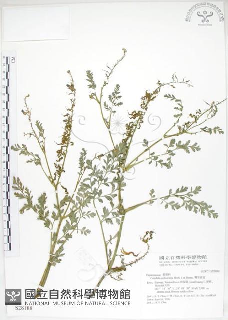 彎果黃菫藏品圖，第1張