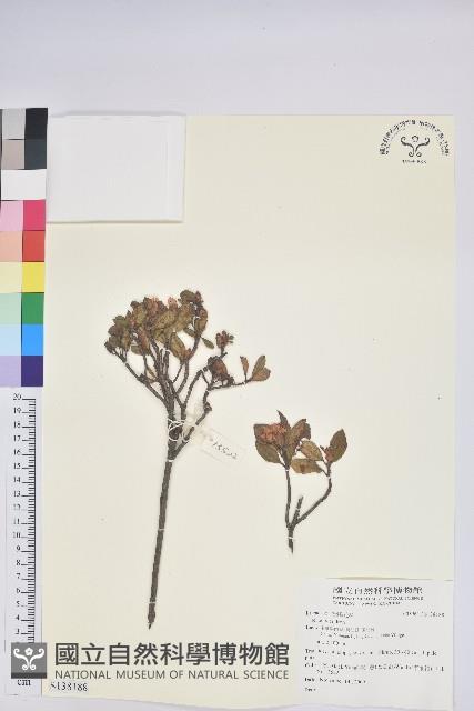 登錄號:S138188藏品圖，第1張