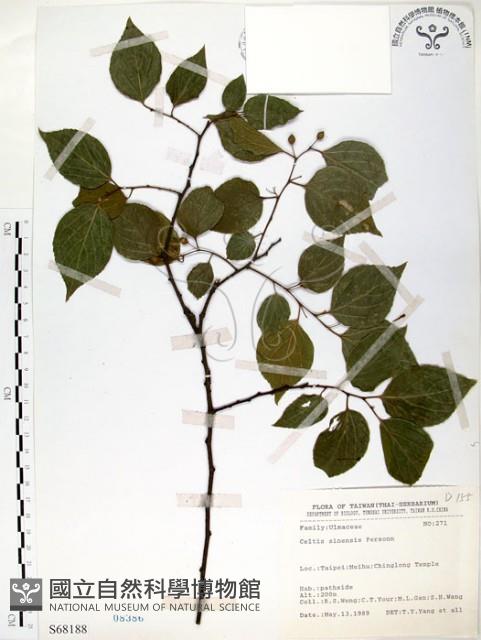 朴樹藏品圖，第1張