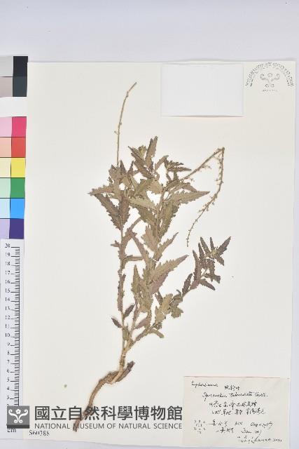 地构葉藏品圖，第1張