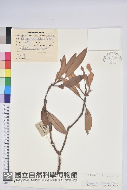 華南杜鵑藏品圖，第1張