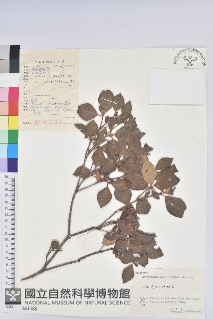 守城滿山紅、馬禮士杜鵑藏品圖，第1張