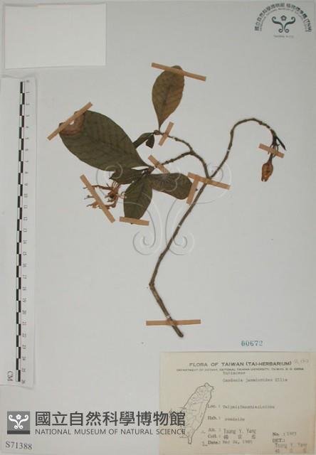 山黃梔藏品圖，第1張