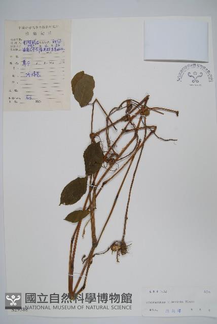 牛膝藏品圖，第1張