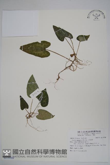 上花細辛藏品圖，第1張