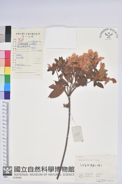 Indian Azalea Collection Image