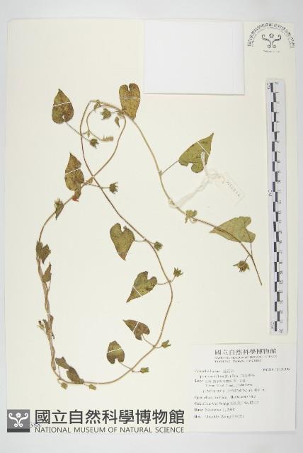 白花牽牛藏品圖，第1張