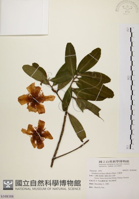 大頭茶藏品圖，第1張