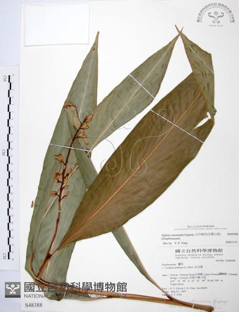 山月桃藏品圖，第1張