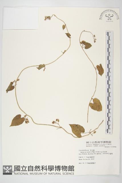 白花牽牛藏品圖，第1張