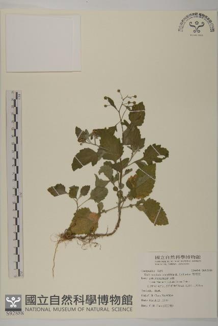 茯苓菜藏品圖，第1張