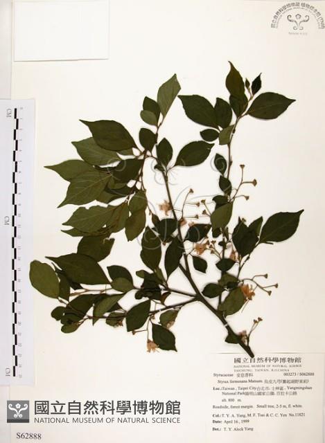 烏皮九芎、奮起湖野茉莉藏品圖，第1張