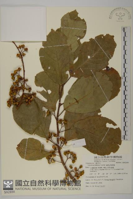 硬毛南蛇藤藏品圖，第1張