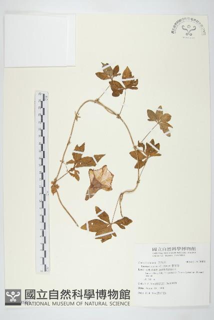 番仔藤藏品圖，第1張