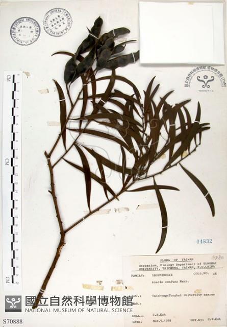 相思樹藏品圖，第1張