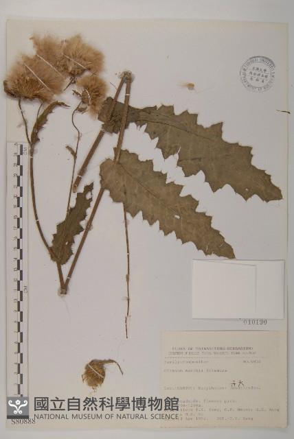 南國小薊藏品圖，第1張