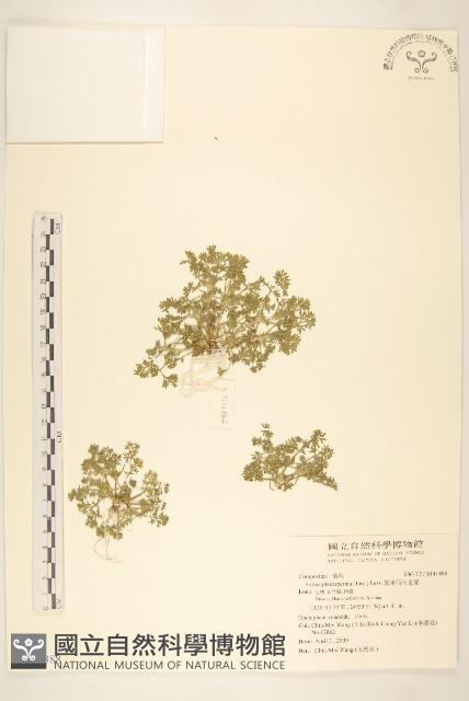 翅果假吐金菊藏品圖，第1張
