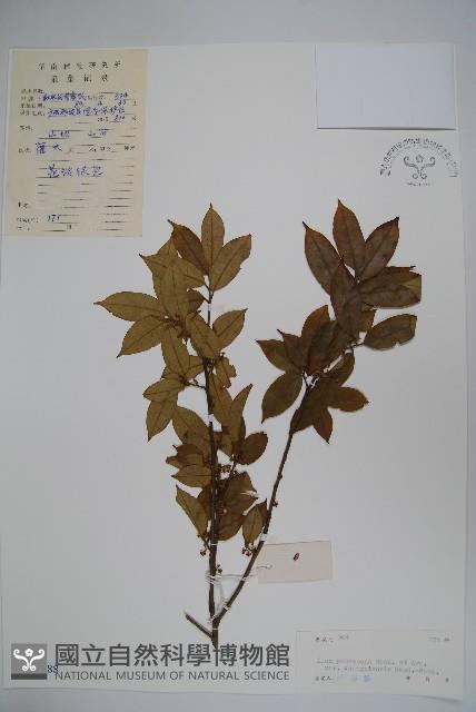 廣西毛冬青藏品圖，第1張