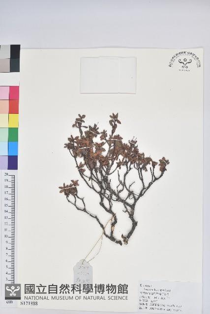 地毯杰鵑花藏品圖，第1張