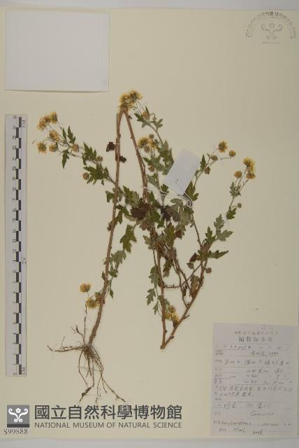 油菊、野菊藏品圖，第1張