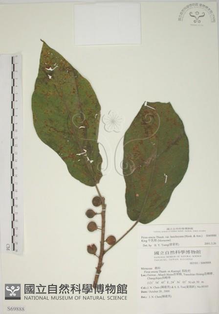 牛乳榕藏品圖，第1張