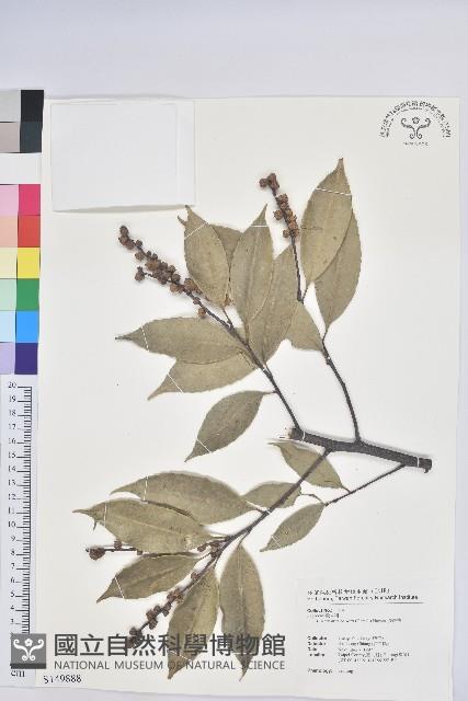 長尾栲、長尾柯、長尾尖葉櫧藏品圖，第1張