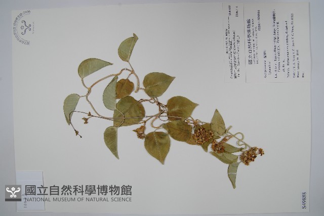 蘭嶼牛皮消、蘭嶼白薇藏品圖，第1張