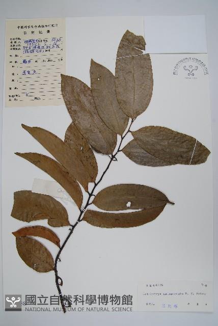 狹瓣鷹爪花藏品圖，第1張