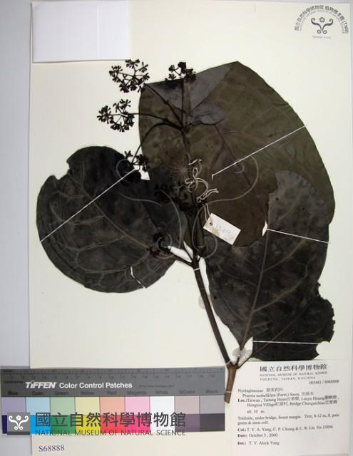 皮孫木藏品圖，第1張