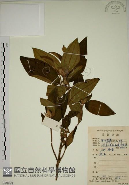 野牡丹藏品圖，第1張