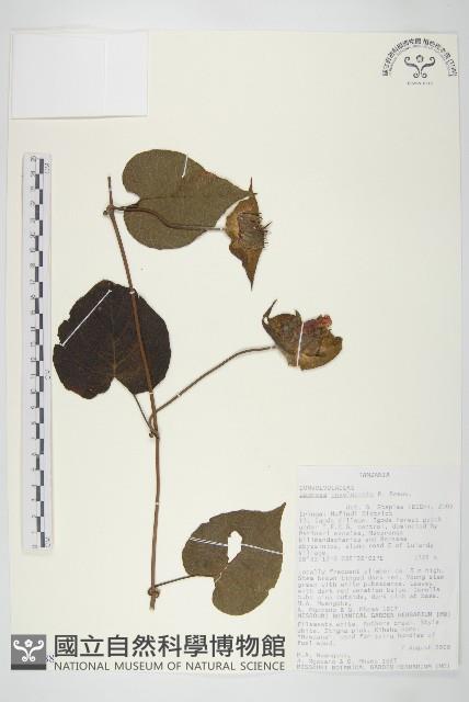 登錄號:S093888藏品圖，第1張