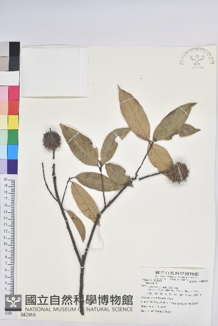 登錄號:S082988藏品圖，第1張