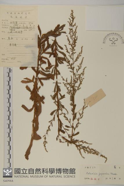牡蒿藏品圖，第1張