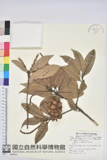 滇石櫟藏品圖，第1張