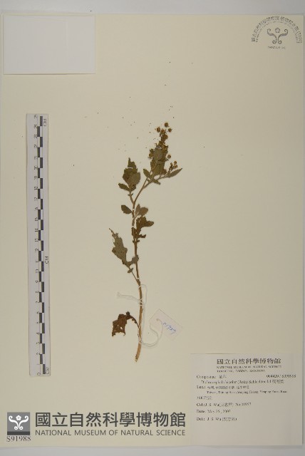 茯苓菜藏品圖，第1張