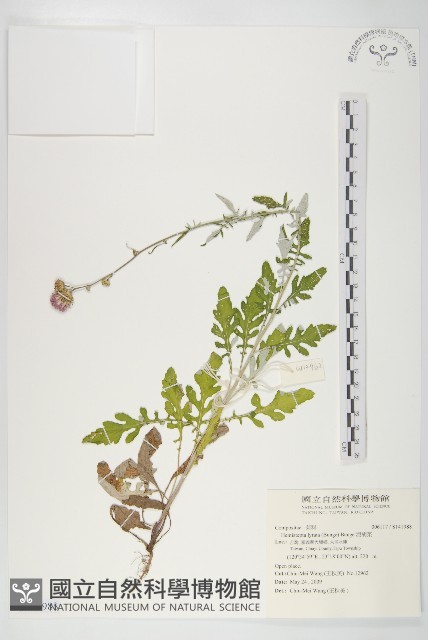 泥胡菜藏品圖，第1張