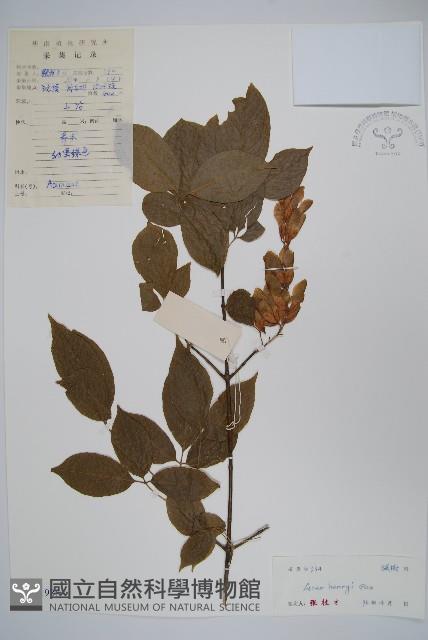 建始槭藏品圖，第1張