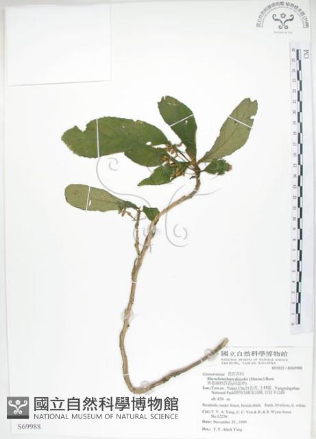 同蕊草、異色線柱苣苔藏品圖，第1張